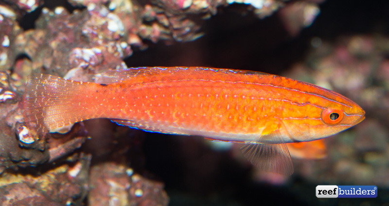 monsoon-fairy-wrasse-2