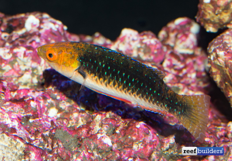 monsoon-fairy-wrasse-3