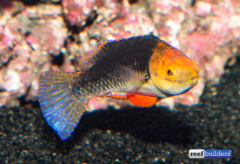 monsoon-fairy-wrasse-4