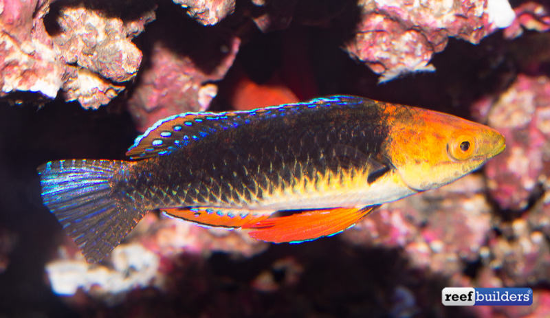 monsoon-fairy-wrasse-7