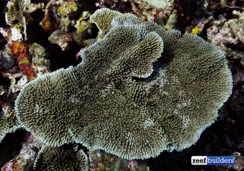 montipora-verruculosus-2