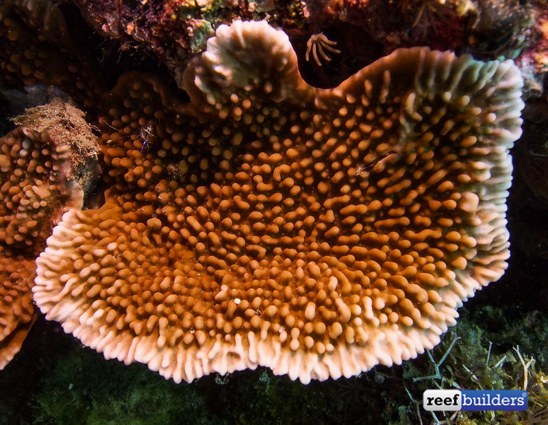 montipora-verruculosus-5