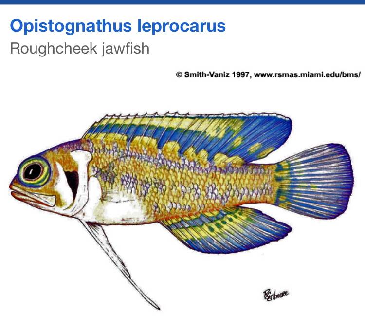 opistognathus-leprocarus