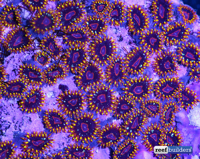 Paradise Zoanthids Make an Appearance at Legendary Corals Reef