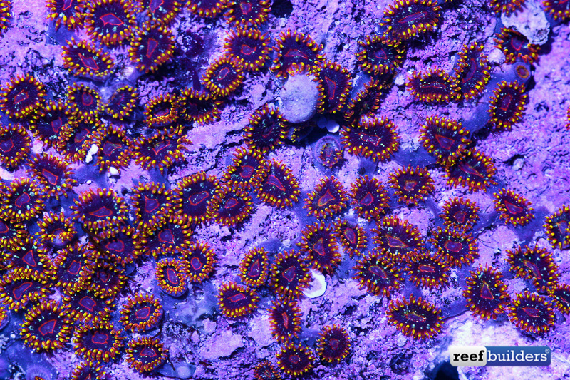 paradise-zoanthids-2