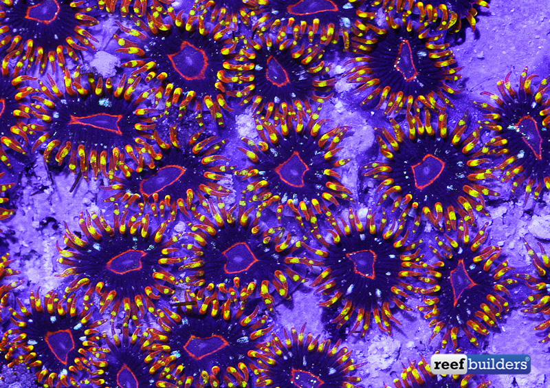 Paradise Zoanthids Make an Appearance at Legendary Corals | Reef ...