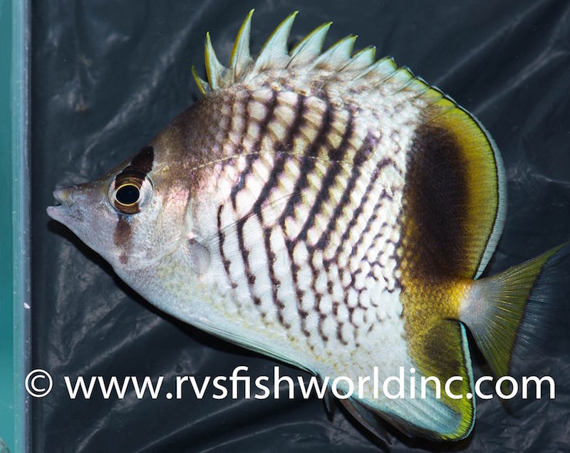 pearlscale-butterflyfish-hybrid