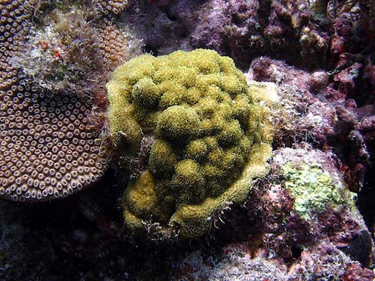 Coral mucus impacts microbes in waters surrounding them | Reef Builders ...