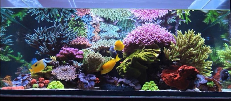 A Collection of Smoking Hot Reef Tanks From South Australia | Reef ...