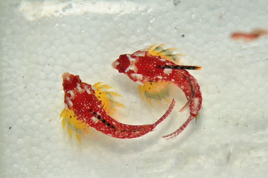 Top down view of Synchiropus sycorax showing the bright yellow pectoral fins unique to the ruby red dragonet. 