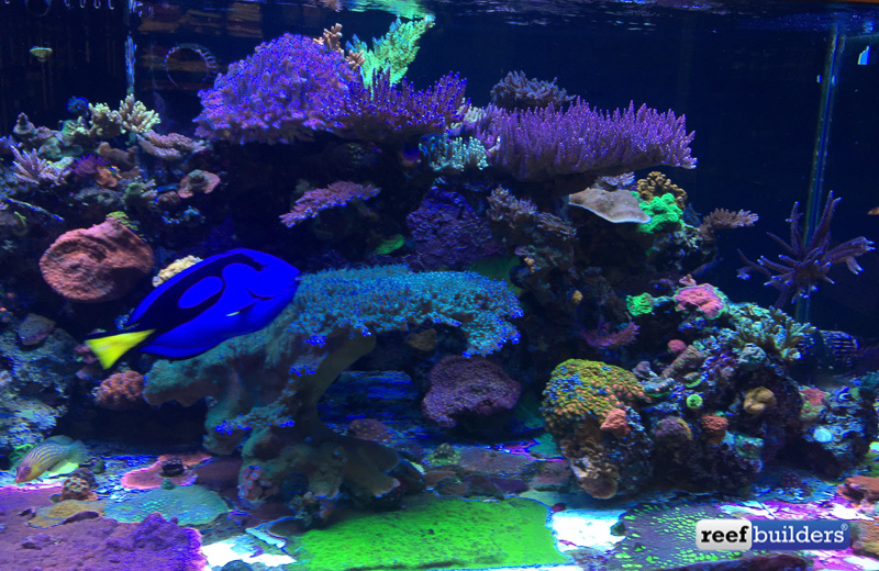 world-wide-corals-13