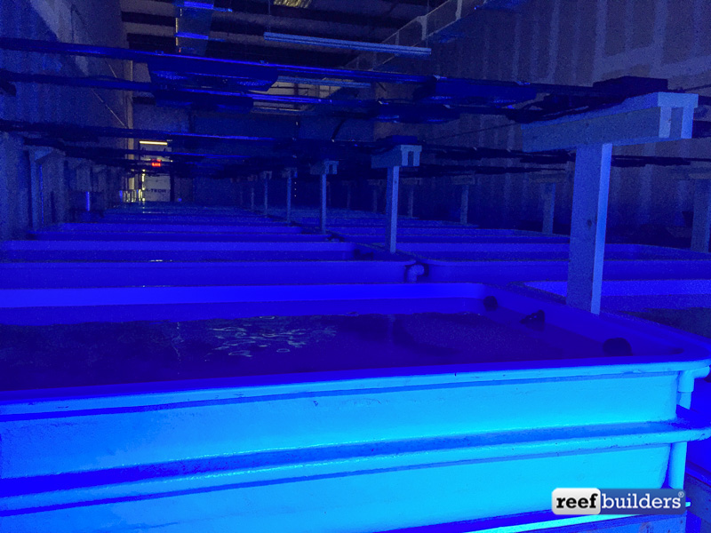 A quick shot of the new farm before it is in operation. Note since most hobbyists now are using LEDs the corals being grown out in this system will all be lighted with Radions