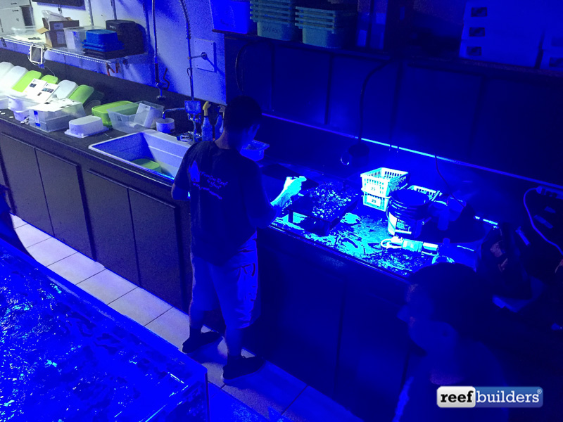 Coral frags being moved from one rack to another to reduce the chance of unwanted algae or them encrusting 