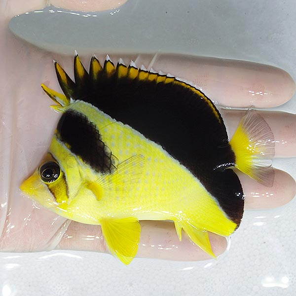 yellow-burgess-butterflyfish