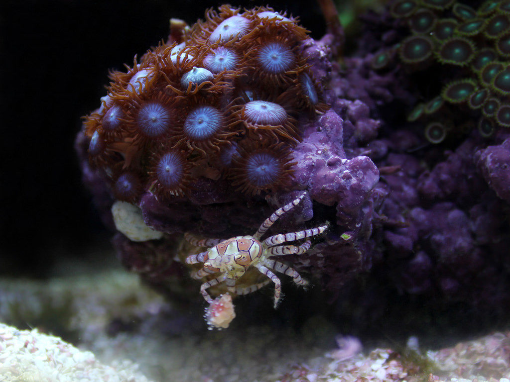 longnose hawkfish pompom crab