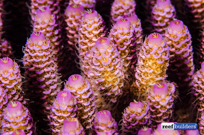 Acropora millepora