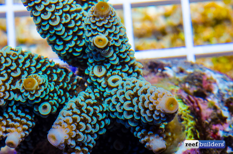 LiveAquaria.com - Complementary Greens and magentas adorn this Australian  Digitate Acropora Coral (Acropora spathulata) coming in today's Diver's  Den®  Remember, all LiveAquaria.com  purchases earn 5% when you enroll in