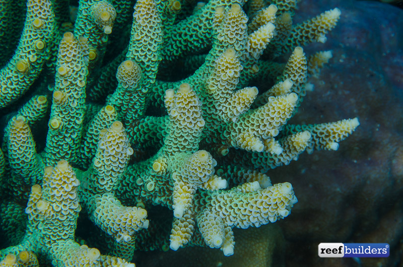 LiveAquaria.com - Complementary Greens and magentas adorn this Australian  Digitate Acropora Coral (Acropora spathulata) coming in today's Diver's  Den®  Remember, all LiveAquaria.com  purchases earn 5% when you enroll in