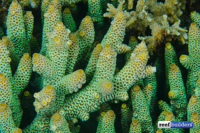 LiveAquaria.com - Complementary Greens and magentas adorn this Australian  Digitate Acropora Coral (Acropora spathulata) coming in today's Diver's  Den®  Remember, all LiveAquaria.com  purchases earn 5% when you enroll in