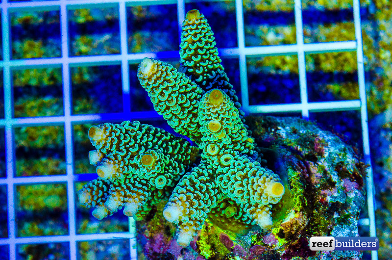 LiveAquaria.com - Complementary Greens and magentas adorn this Australian  Digitate Acropora Coral (Acropora spathulata) coming in today's Diver's  Den®  Remember, all LiveAquaria.com  purchases earn 5% when you enroll in