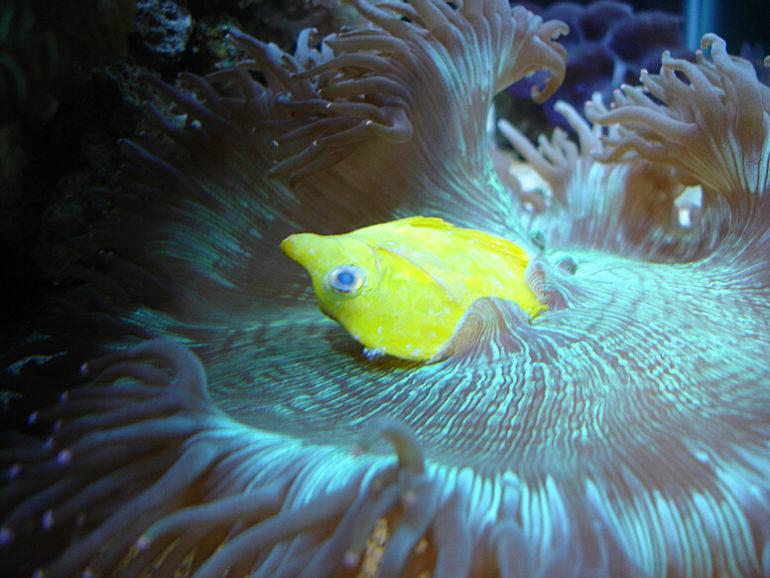 How To Care For LPS Corals Reef Builders The Reef and Saltwater