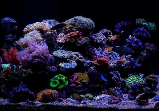 4th generation RealReef rock looks virtually identical to wild