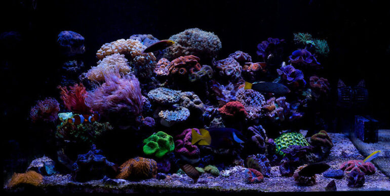 Your Corals aren’t special (and That’s a Good Thing) | Reef Builders ...