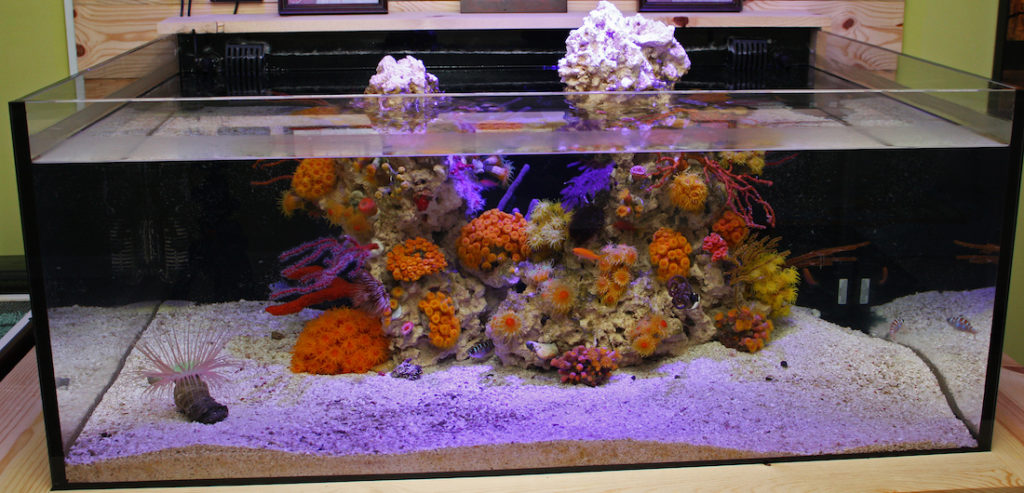 Mark’s Simply Elegant NPS Biotope Aquarium | Reef Builders | The Reef ...