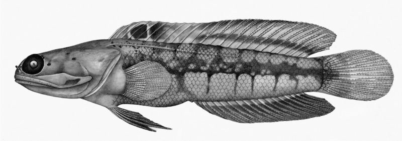 The illustration of Opistognathus ensiferus