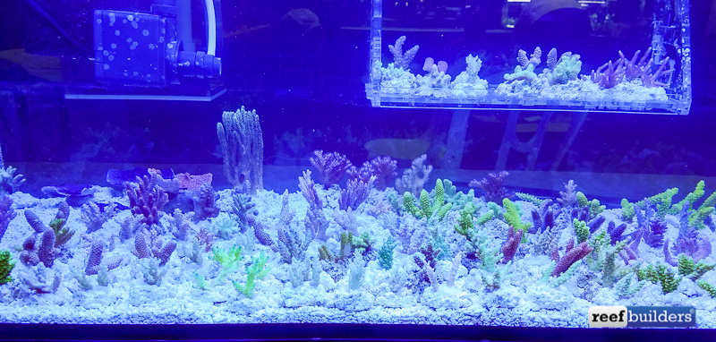 A selection of frags from one of the many frag displays