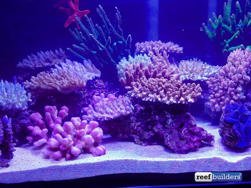 A completed sps aquascape