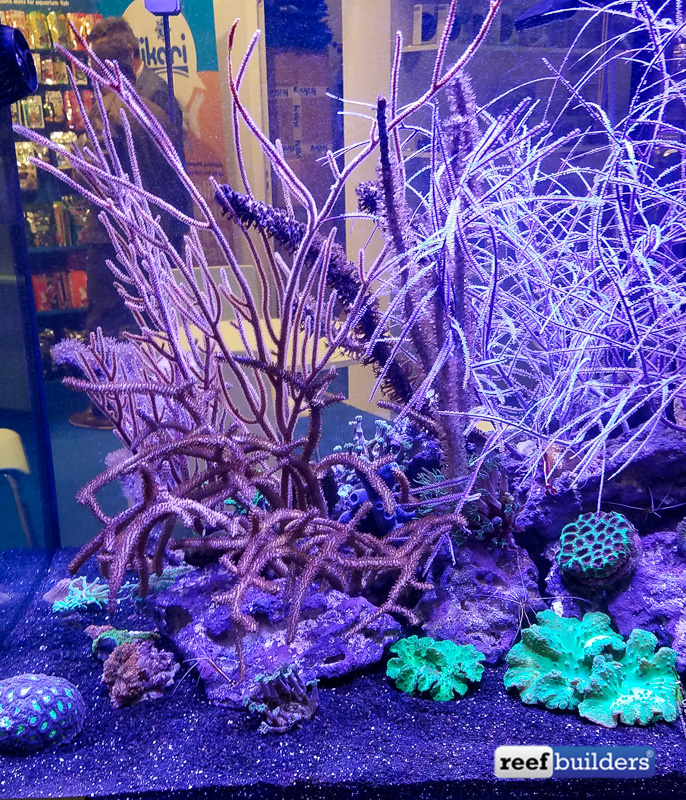 A tank after showing how to aquascape with gorgonians