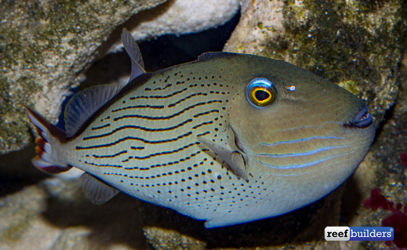 The face of the male linespot triggerfish is very familiar, but the body if completely original for the species