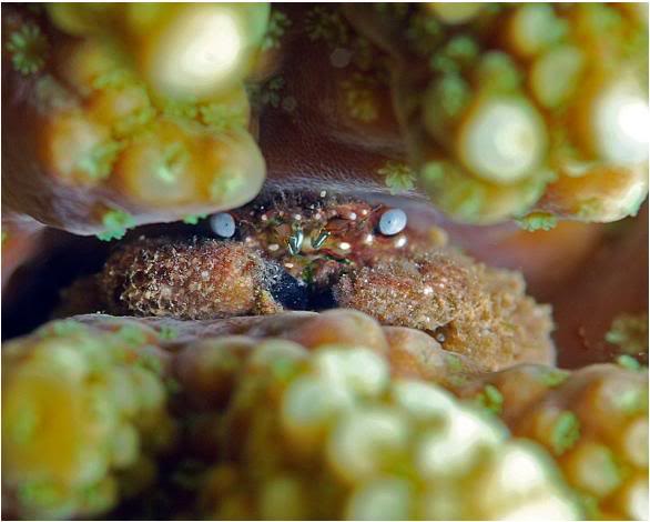 Here is a gorilla crab hosting an Acropora. Photo by Scottyreef