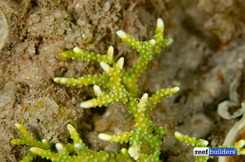 anacropora-reticulata-8