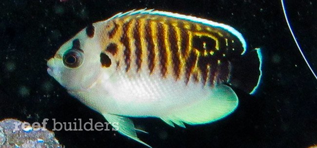 The color and appearance of a juvenile tiger angelfish