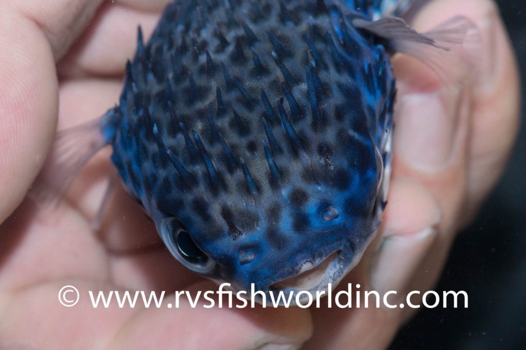 blue blowfish