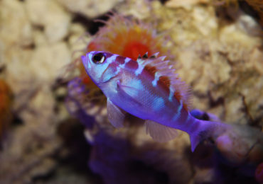 Category: Basslets | Reef Builders | The Reef and Saltwater Aquarium Blog