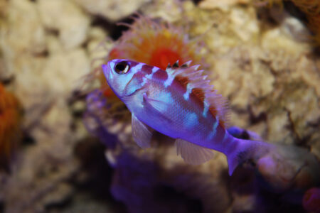 Awesome Fish Spotlight: The Chalk Basslet | Reef Builders | The Reef ...