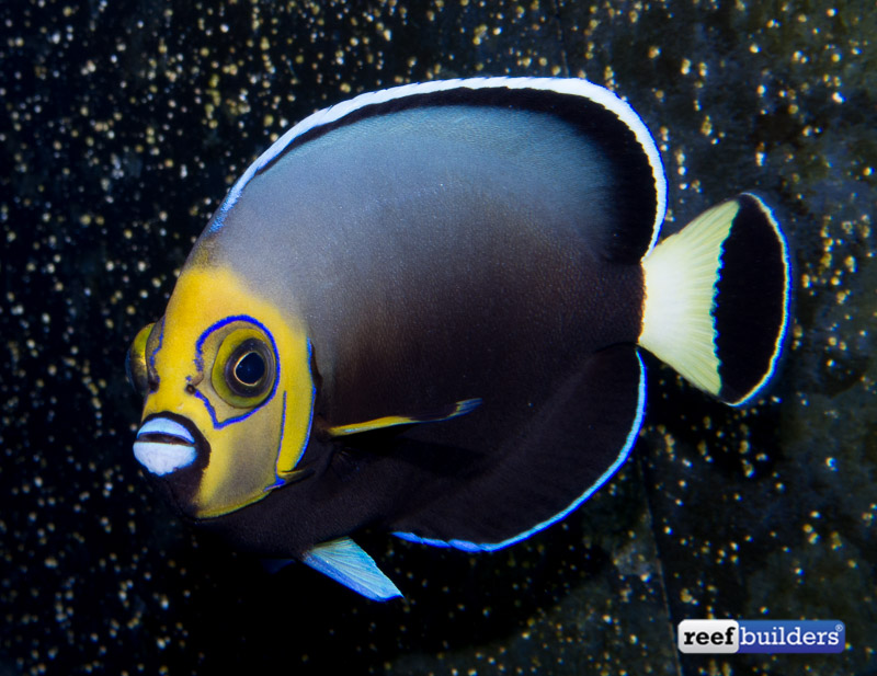 conspicuous-angelfish-adult