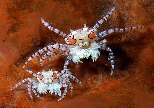 Invertebrate Highlight The Pom Pom Crab Reef Builders The Reef And Saltwater Aquarium Blog