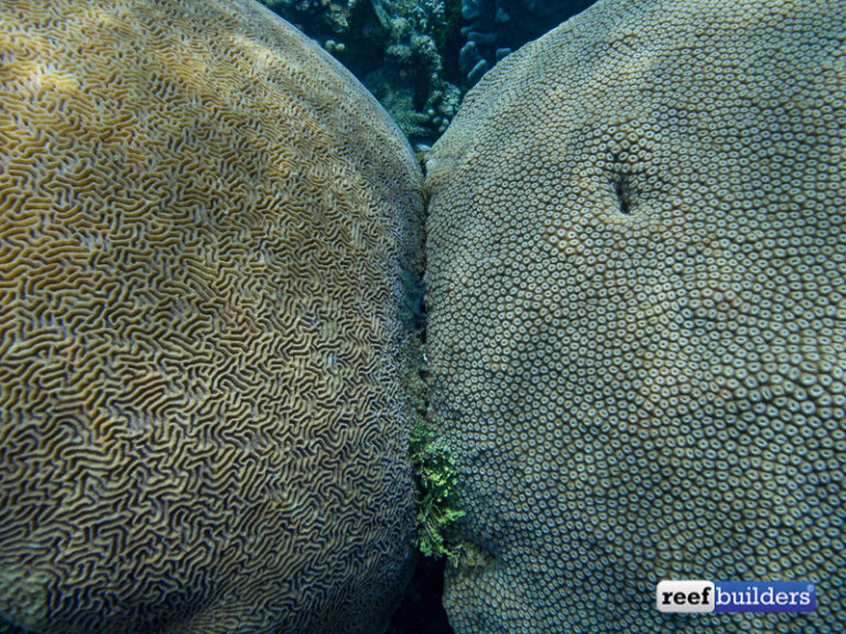 These Two Brain Corals Have Been Duking It Out For A Thousand Years