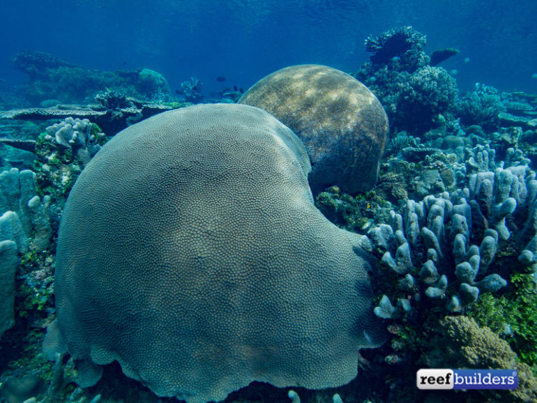 These Two Brain Corals Have Been Duking It Out For A Thousand Years