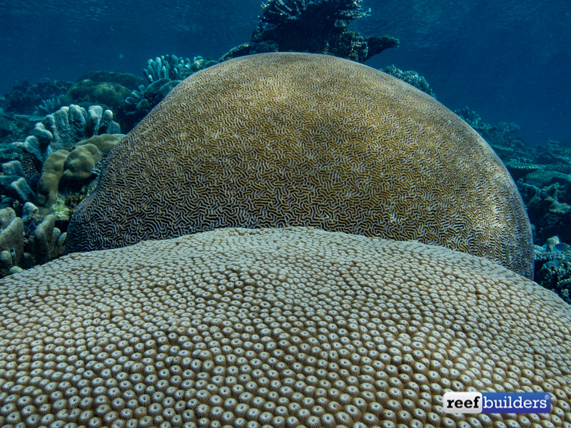 brain coral reef