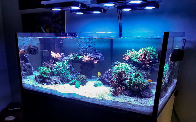 Roberto's non acro all sps tank lit by Radion LEDs 