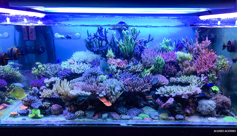 The tank of Alvaro showing how the colors of the corals look very harmonious 