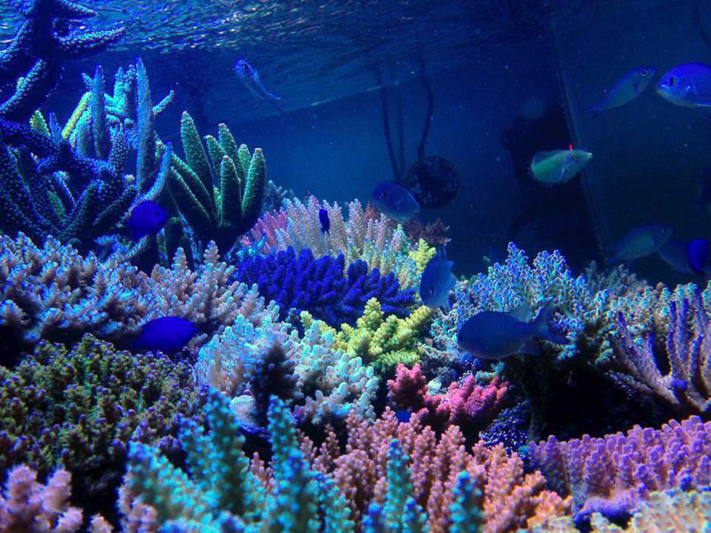 Even with low nutrients being present the colors of the corals are still very intense 