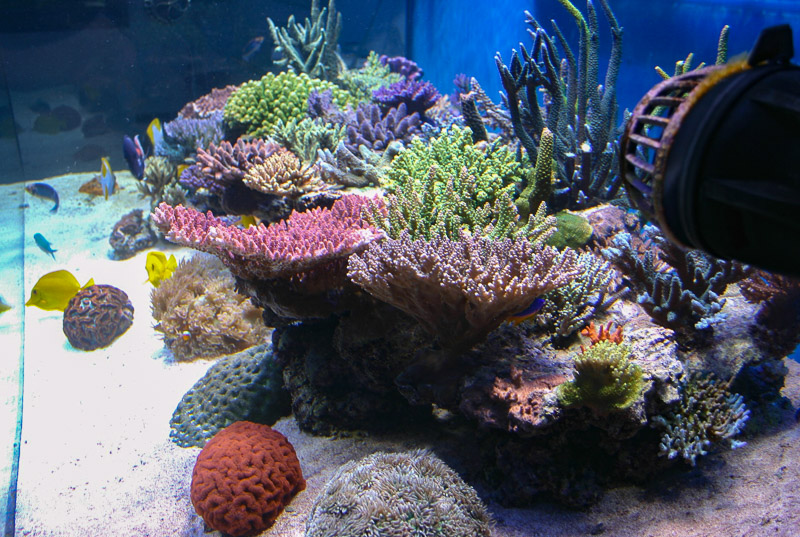 best trace elements for reef tank