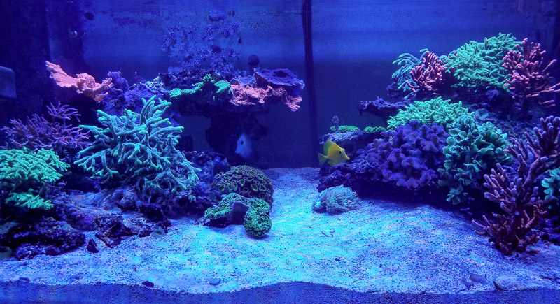 A closer shot showing the health of all of the corals in Roberto's tank