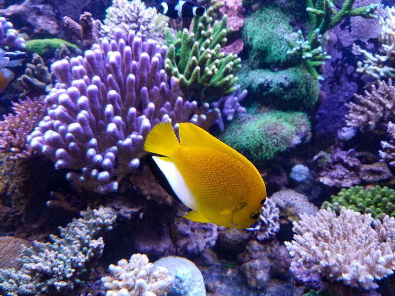 The polyps of the sps are still out despite this flagfin angel as well as the French and others being n the tank 